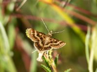 Dunkle Variante der Synaphe moldavica Motte